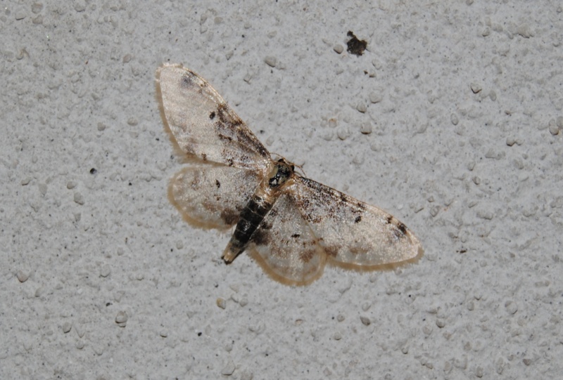Conferma ID - geometridae